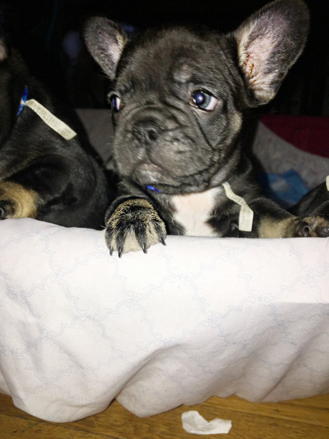 56 Top Images French Bulldog Puppies Price In Chennai