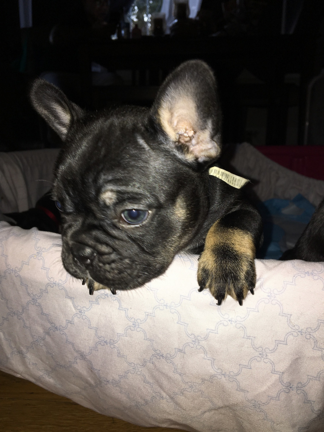 French Bulldog Puppies For Sale San Francisco Bay Area