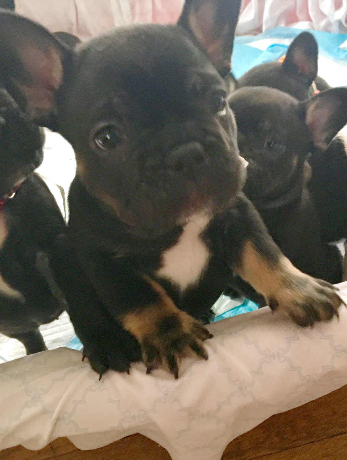 French Bulldog Puppies For Sale San Francisco Bay Area
