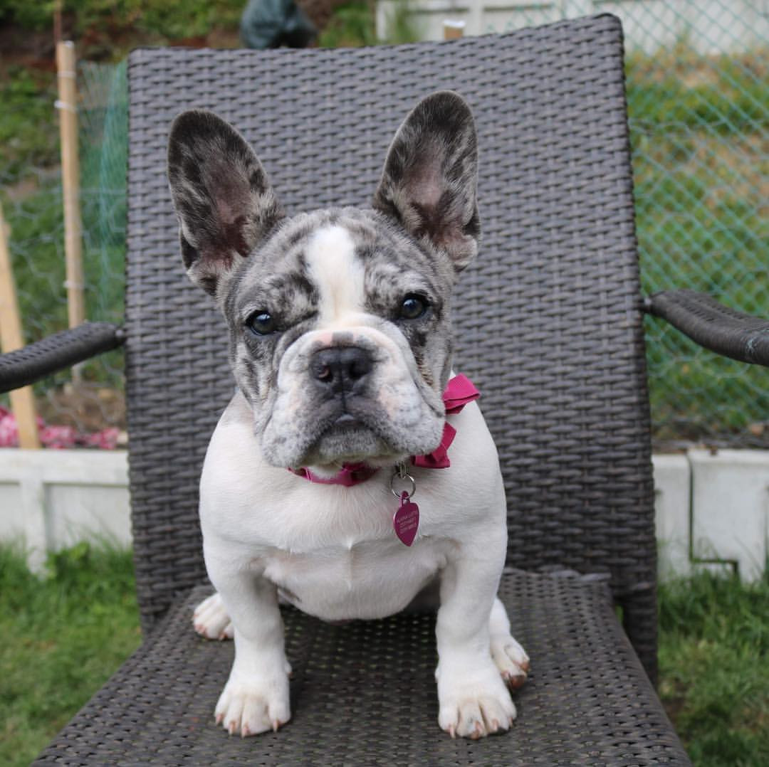 French Bulldog Puppies For Sale New Jersey 17, NJ 303870