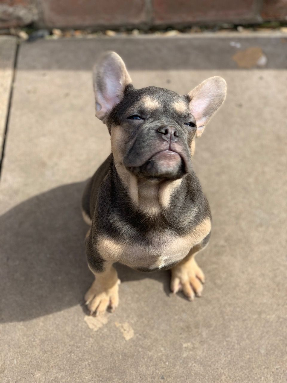 French Bulldog Puppies For Sale New Jersey 17, NJ 303870