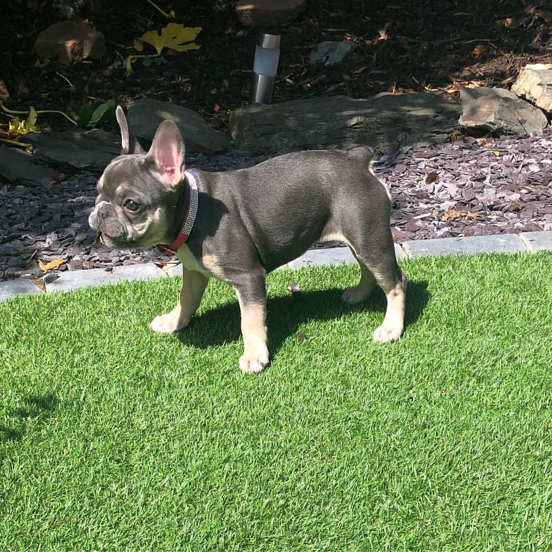 French Bulldog Puppies For Sale New Jersey 17, NJ 304094