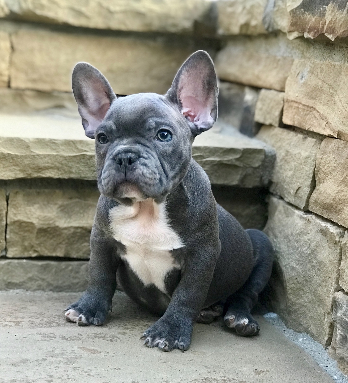 French Bulldog Puppies For Sale Atlanta, GA 304478