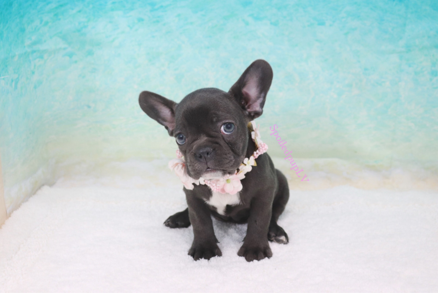 French Bulldog Puppies For Sale Las Vegas, NV 304510