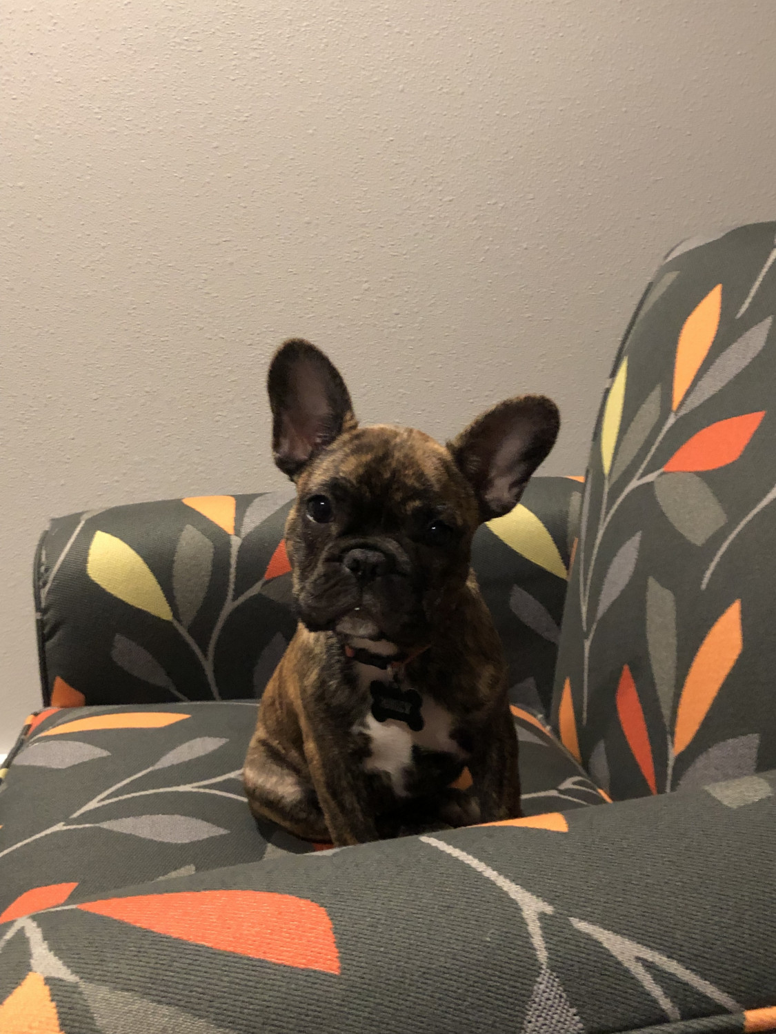 French Bulldog Puppies For Sale Minneapolis, MN 305013