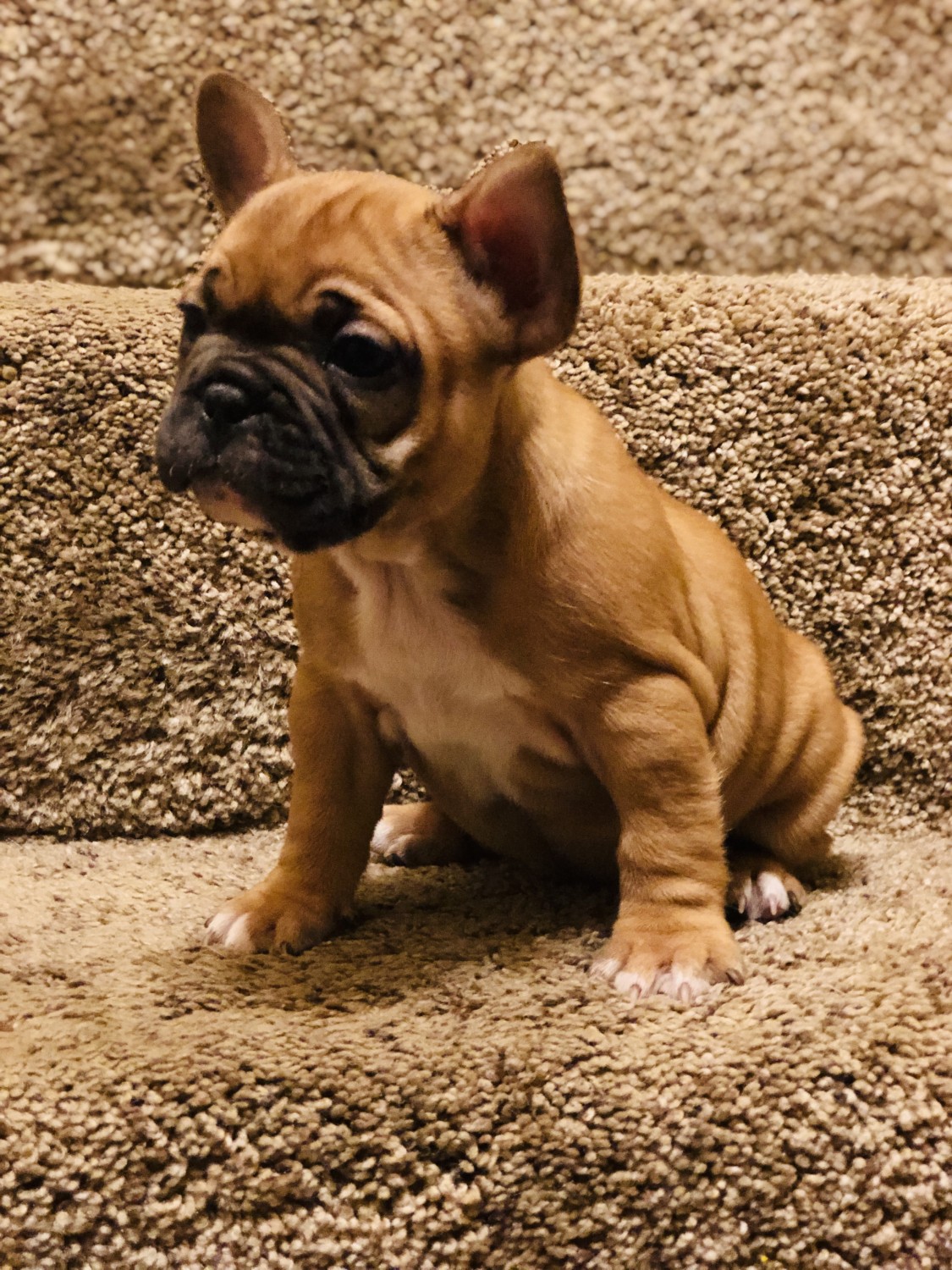 French Bulldog Puppies For Sale Chaska, MN 306279