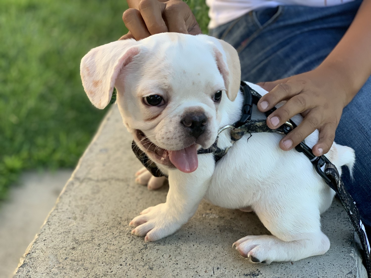 French Bulldog Puppies For Sale Lancaster, CA 307238