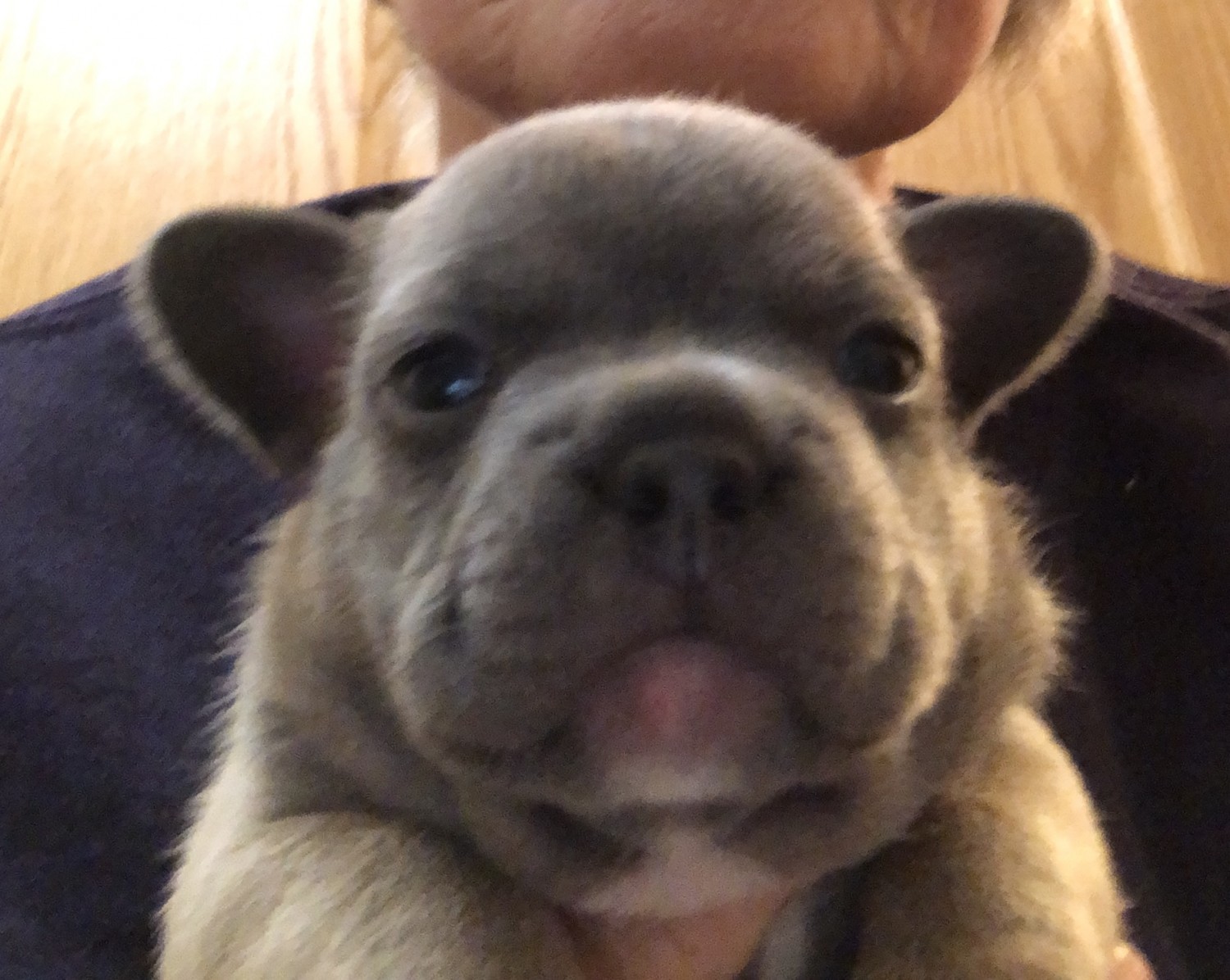 French Bulldog Puppies For Sale Detroit Lakes Mn 305135