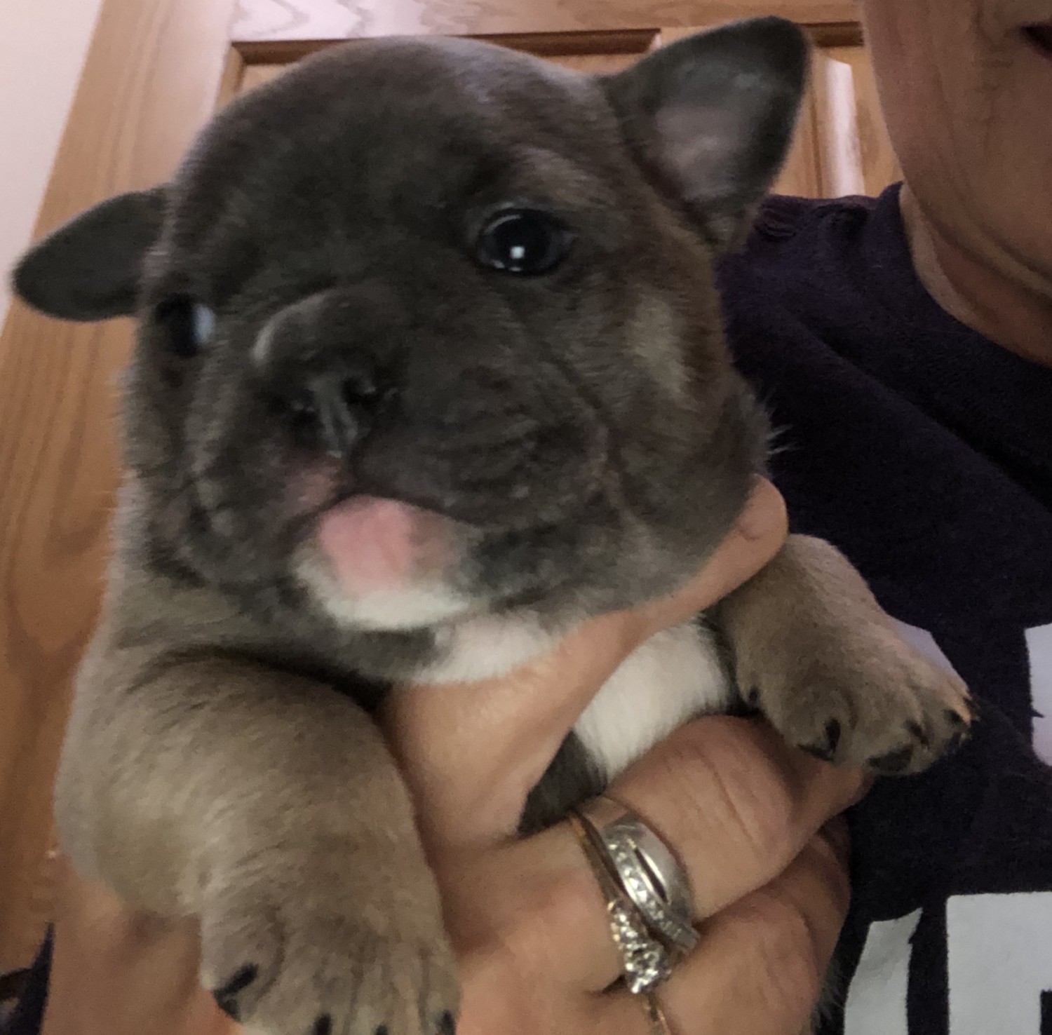 French Bulldog Puppies For Sale Detroit Lakes, MN 305135