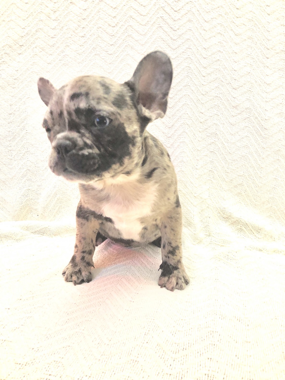 French Bulldog Puppies For Sale MiamiDade County, FL
