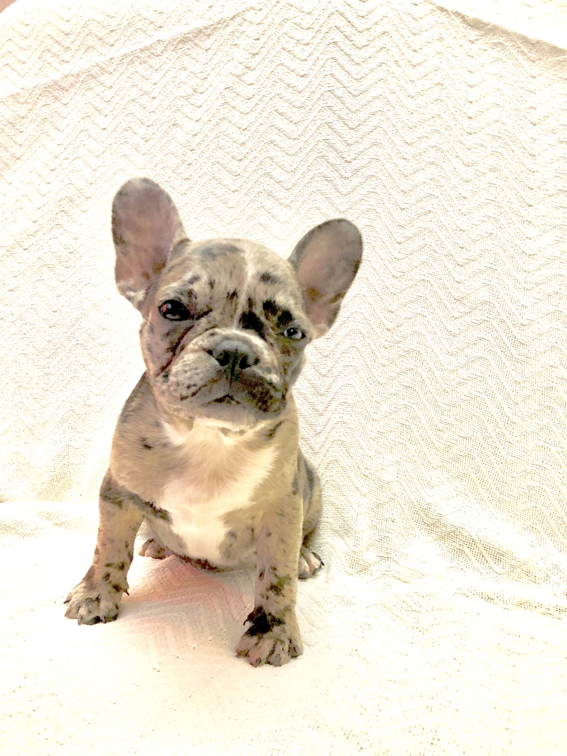 French Bulldog Puppies For Sale MiamiDade County, FL