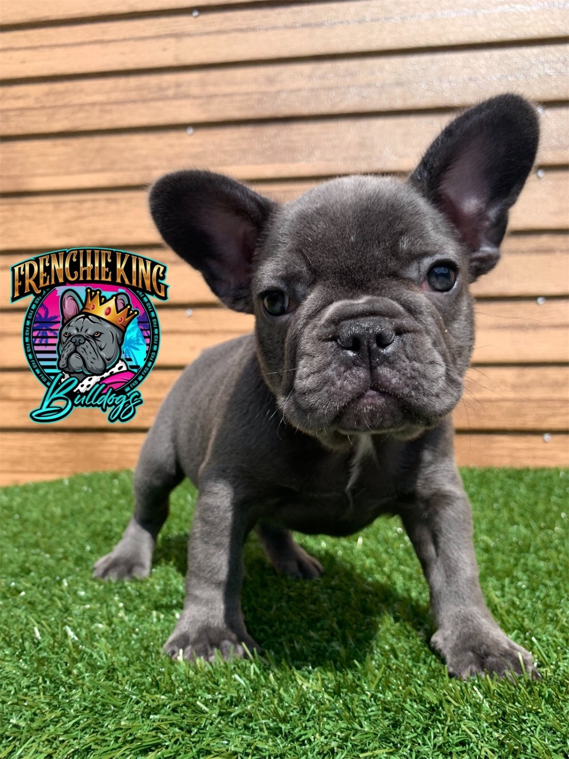 French Bulldog Puppies For Sale Miami, FL 308566