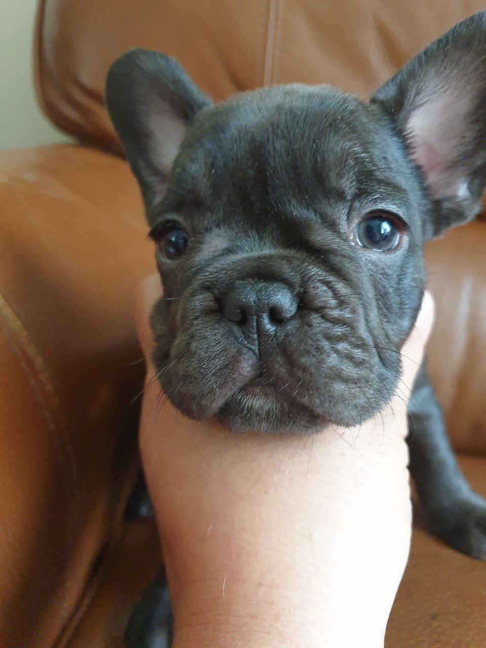 French Bulldog Puppies For Sale Los Angeles, CA 309581