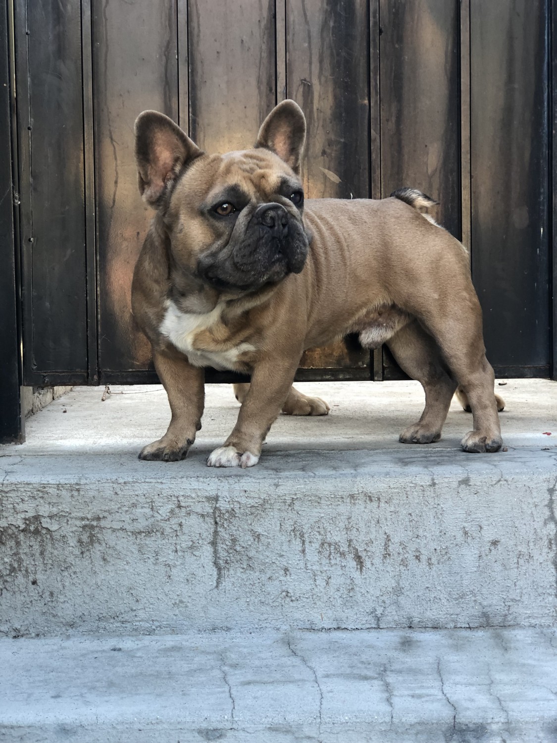 French Bulldog Puppies For Sale | Ontario, CA #310086