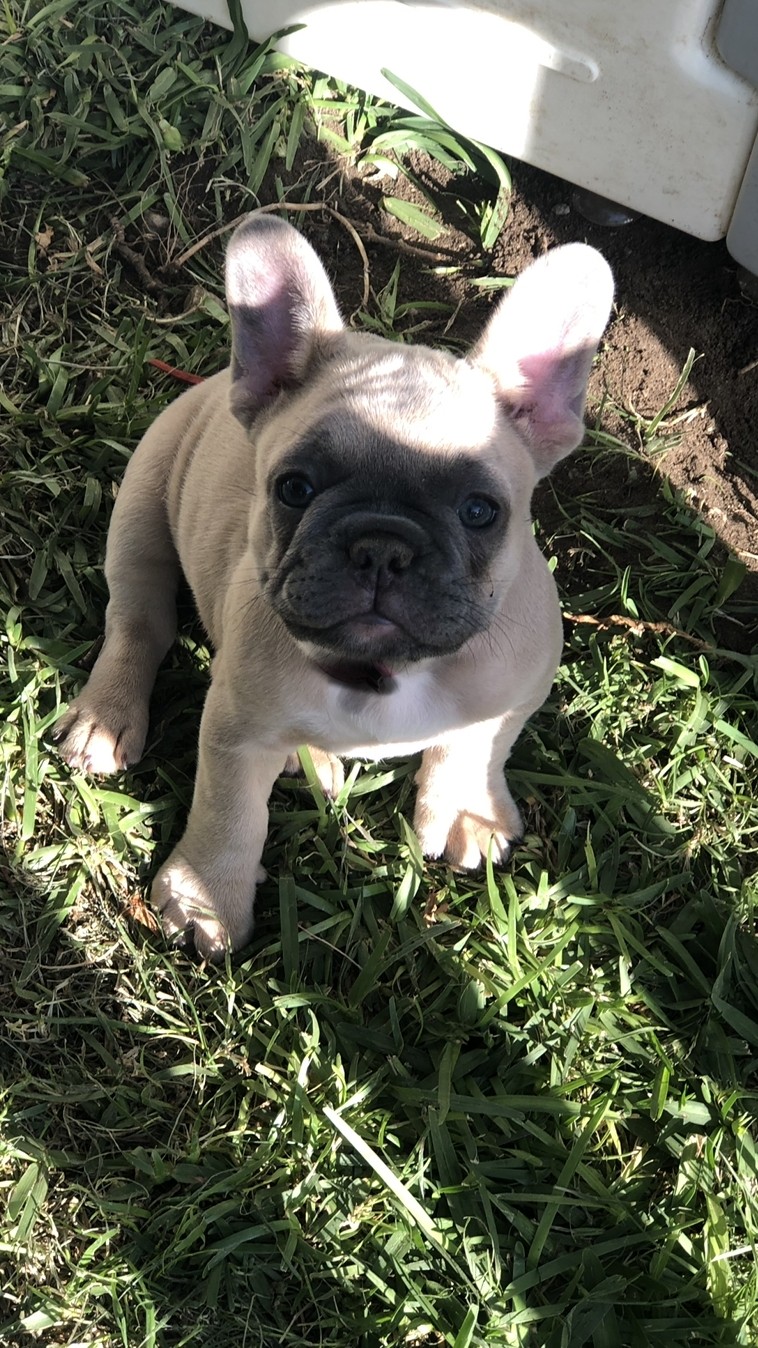 French Bulldog Puppies For Sale Ontario, CA 310086