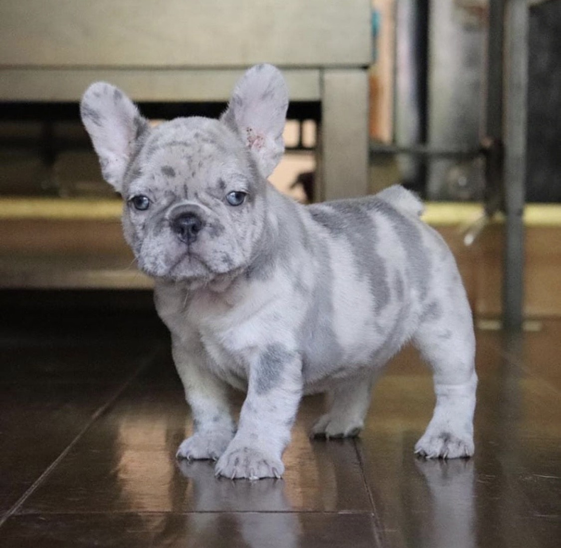 French Bulldog Puppies For Sale Fort Lee, NJ 310143