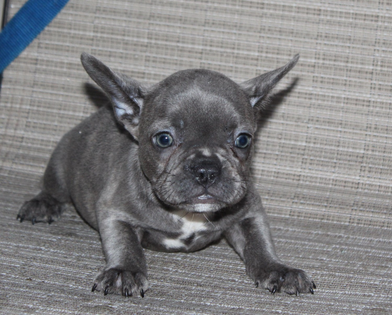 French Bulldog Puppies For Sale China Township, MI 310946