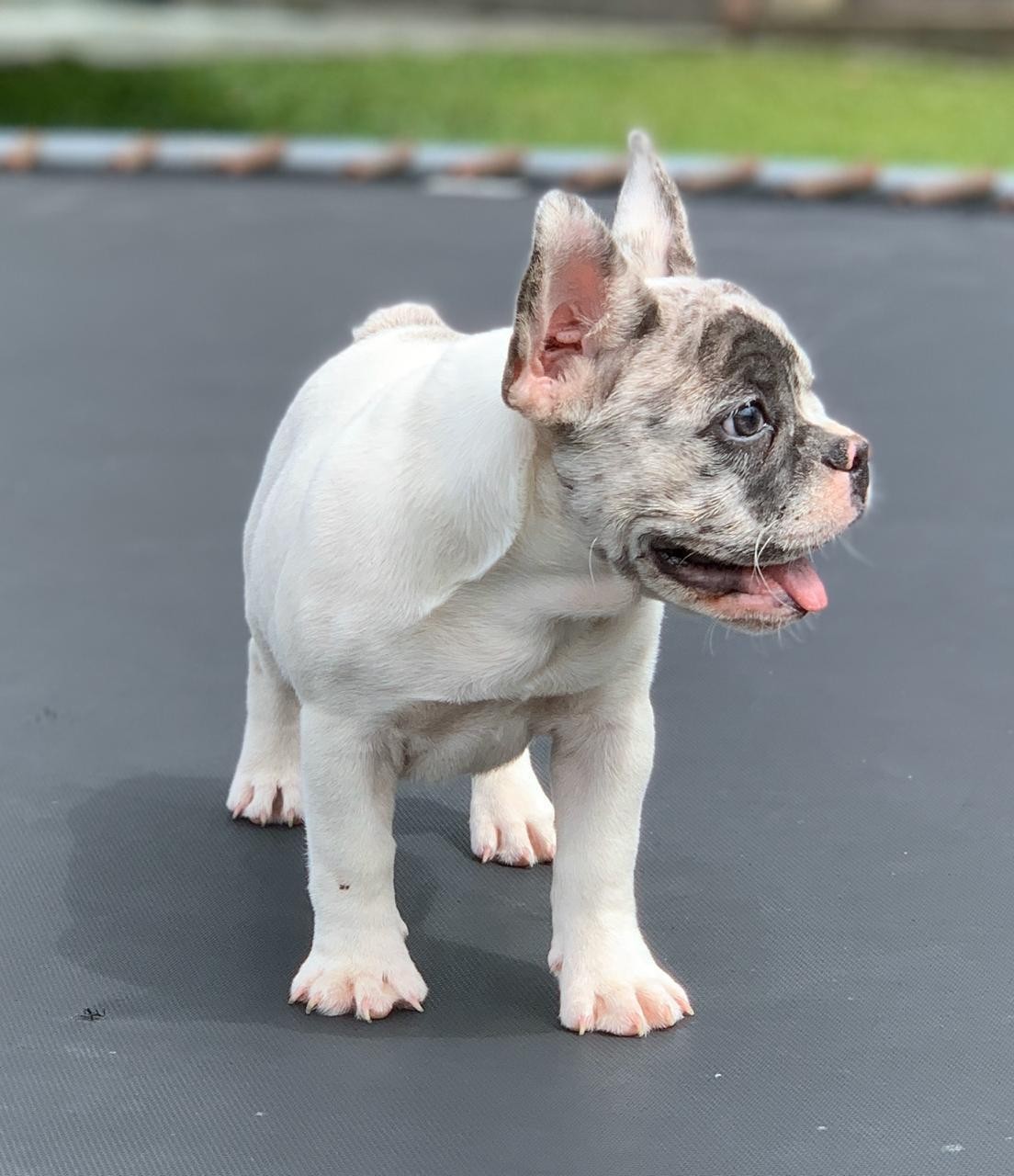 French Bulldog Puppies For Sale Miami, FL 311504