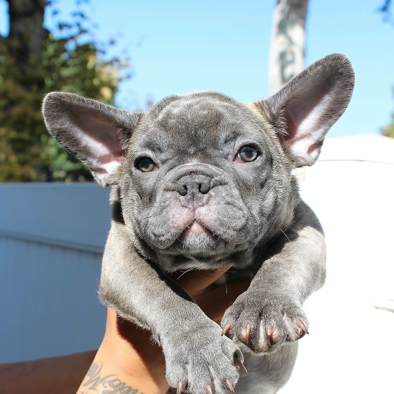 French Bulldog Puppies For Sale Ontario, CA 311775