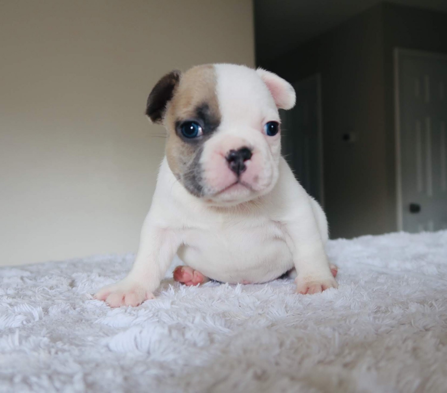 French Bulldog Puppies For Sale TampaSt. Petersburg