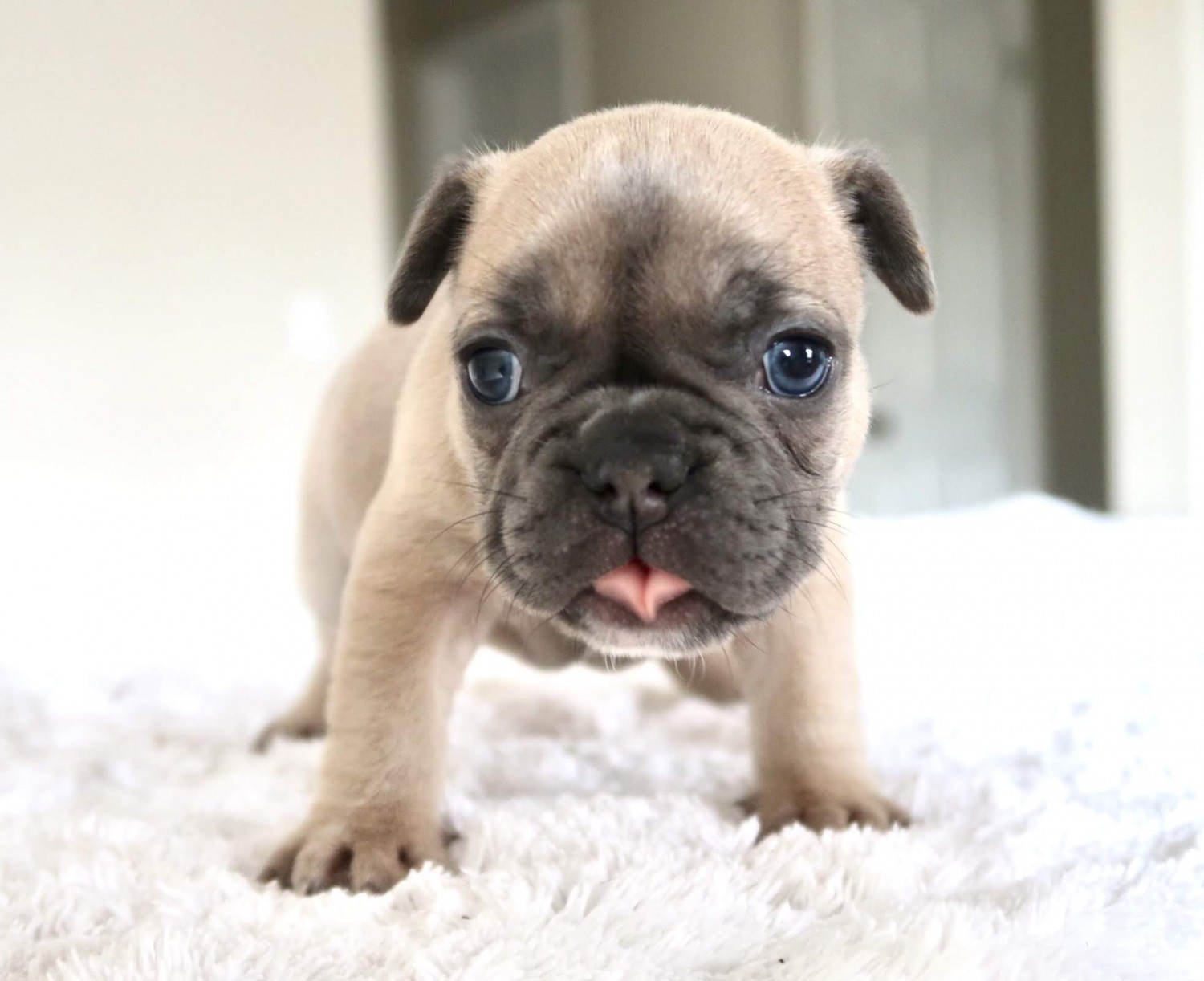 French Bulldog Puppies For Sale TampaSt. Petersburg