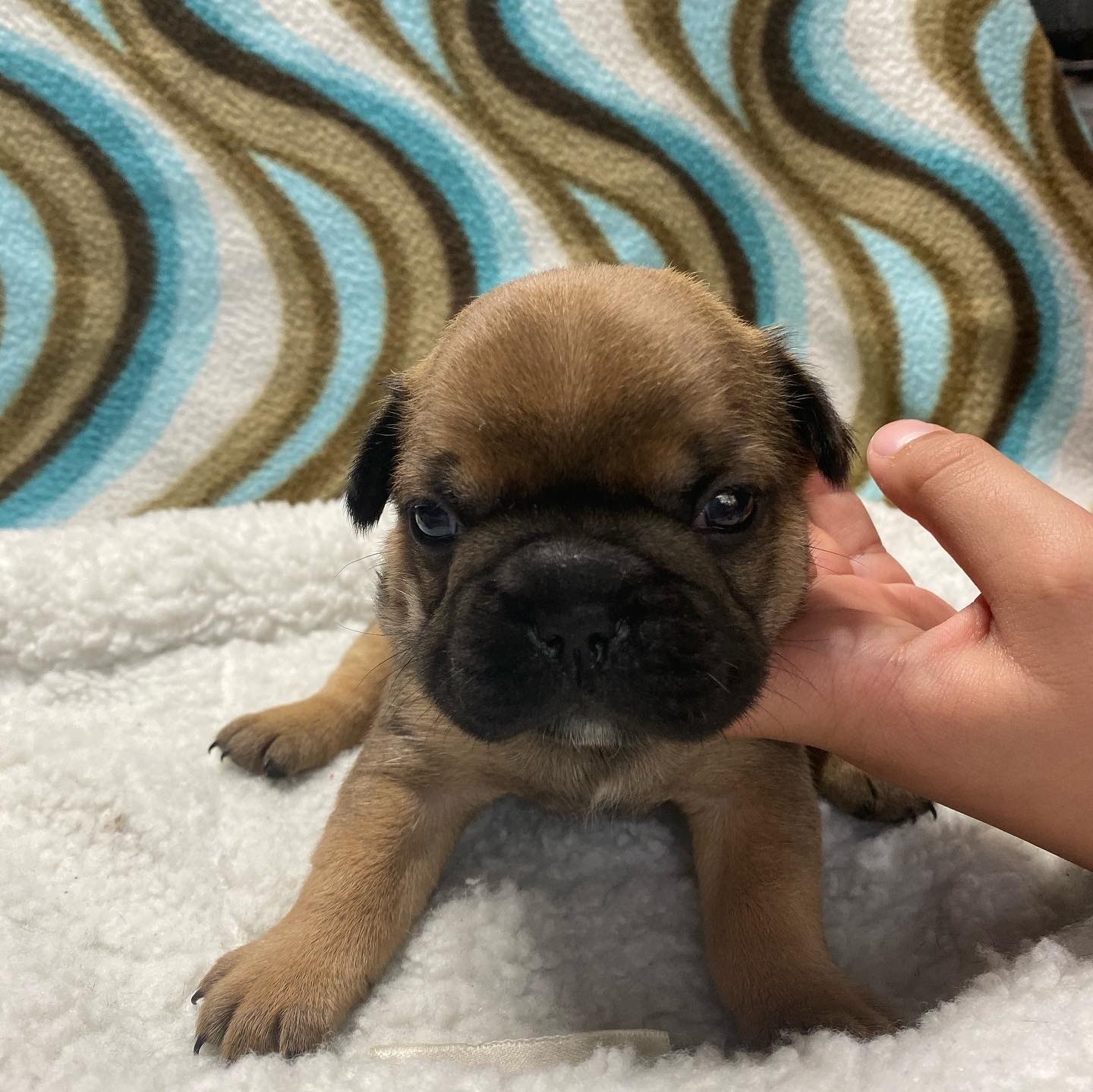 French Bulldog Puppies For Sale Spokane, WA 311853