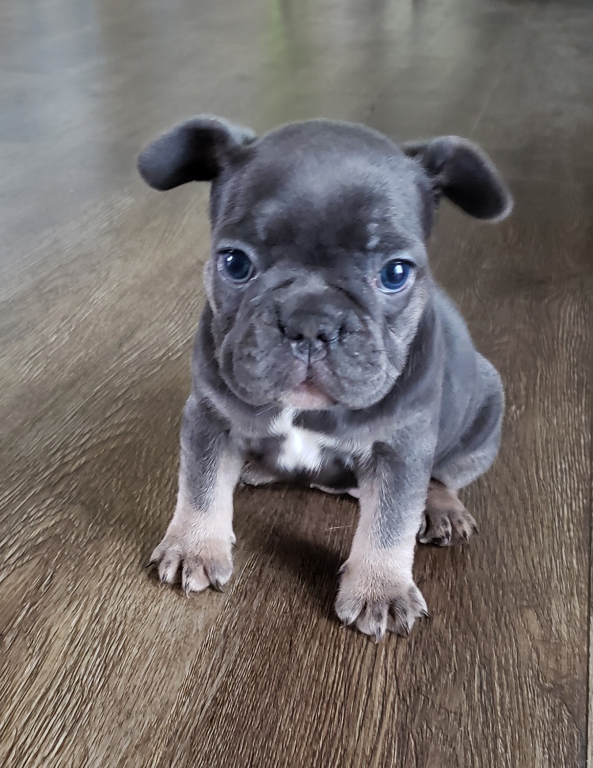 33 Top Images French Bulldog Puppies For Sale In Sc / 86