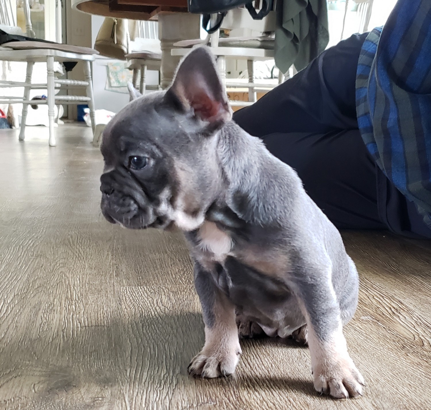 French Bulldog Puppies For Sale Township of Greenwood