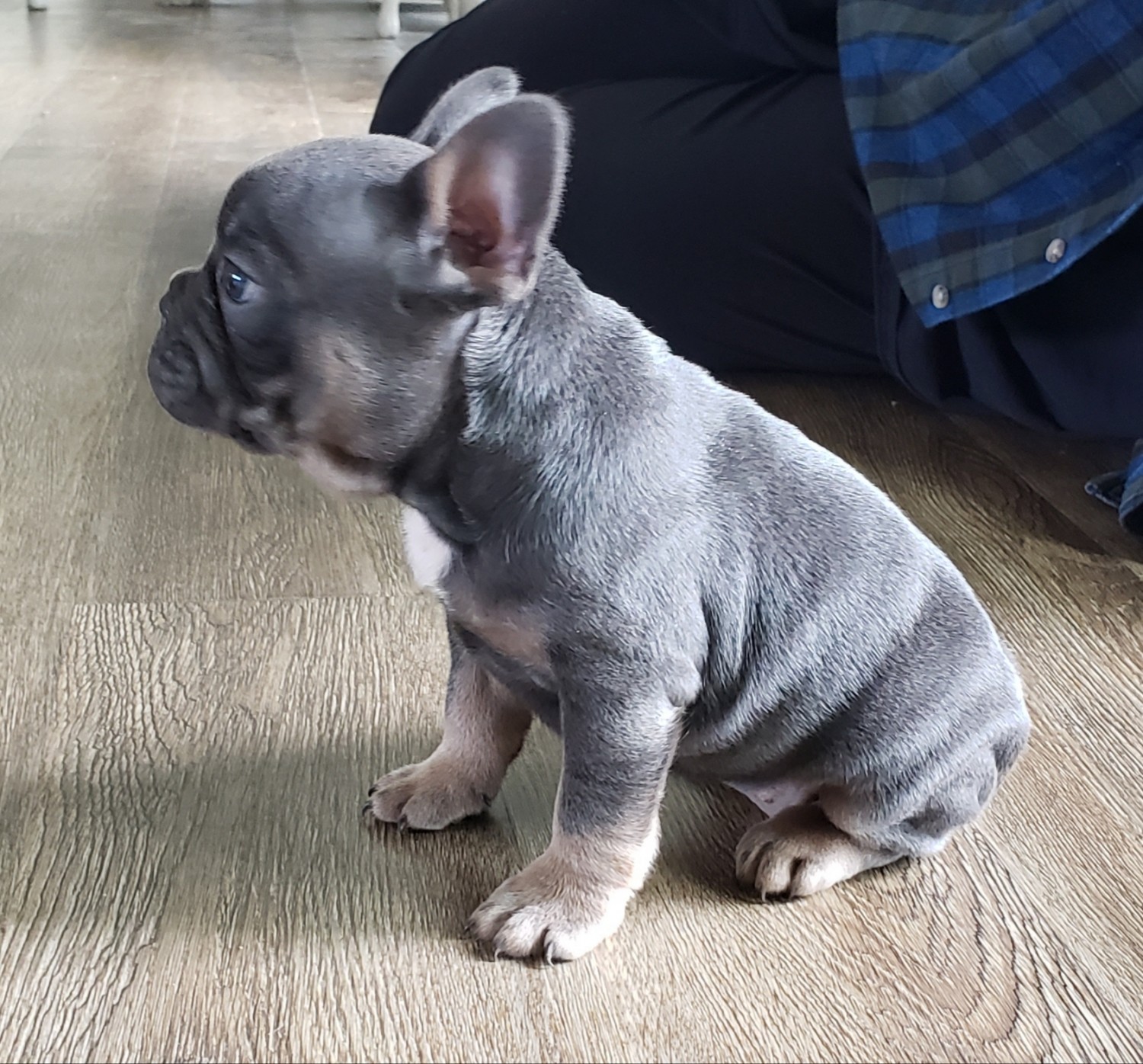 French Bulldog Puppies For Sale Township of Greenwood
