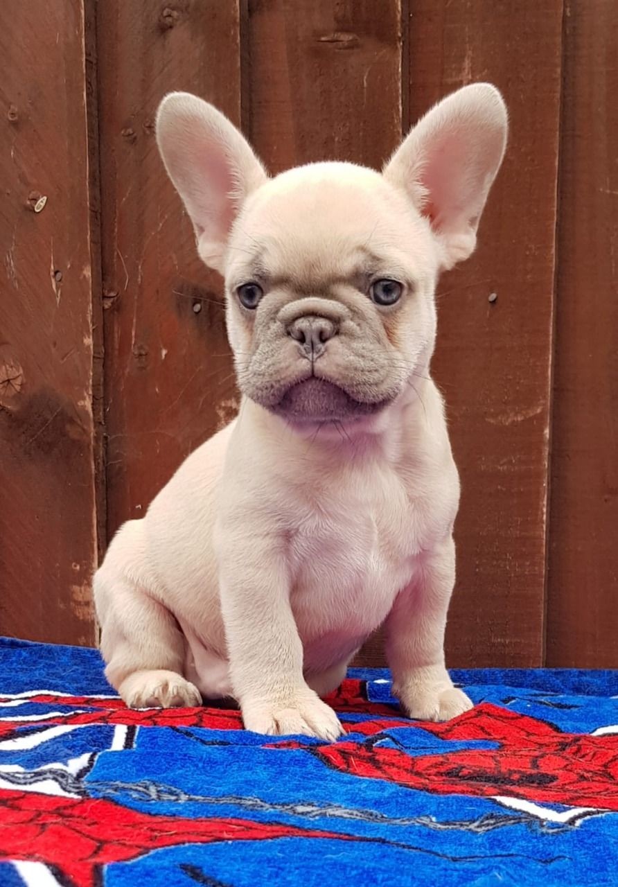 French Bulldog Puppies For Sale Houston, TX 312285