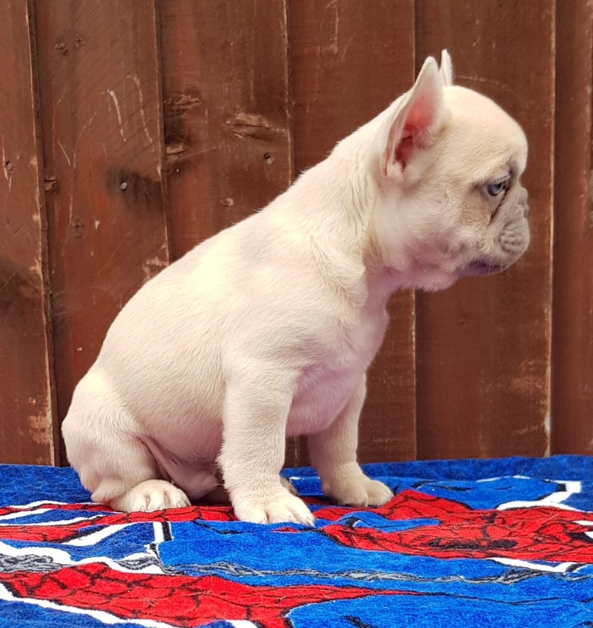 French Bulldog Puppies For Sale | Houston, TX #312285