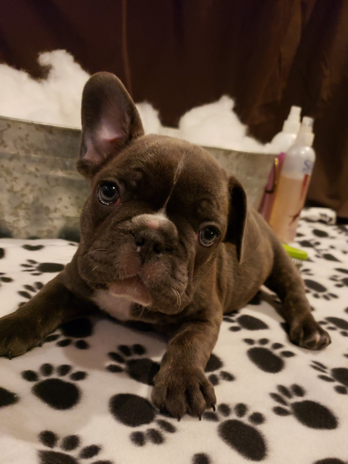 French Bulldog Puppies For Sale West Plains, MO 312175