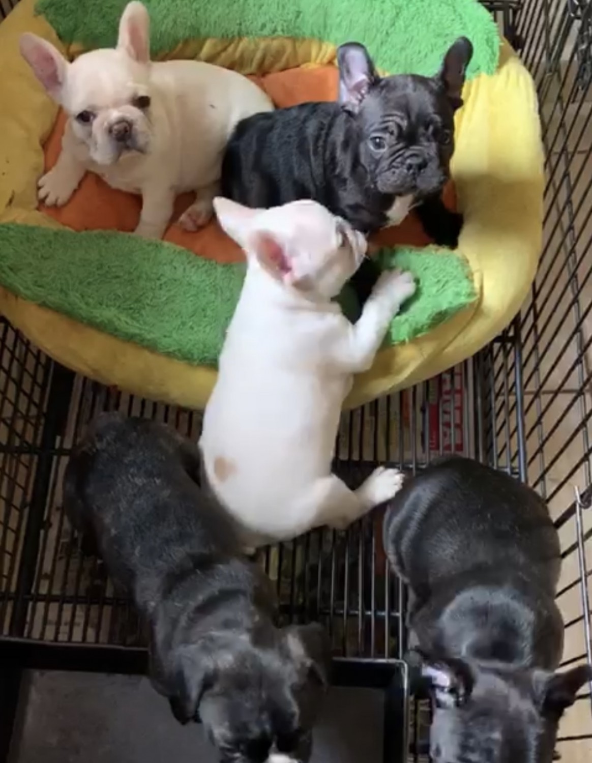 French Bulldog Puppies For Sale El Paso, TX 314063