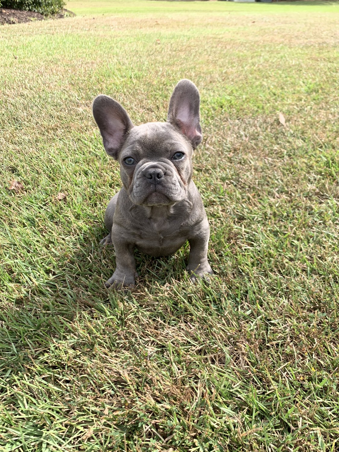 French Bulldog Puppies For Sale Greenville, NC 315357