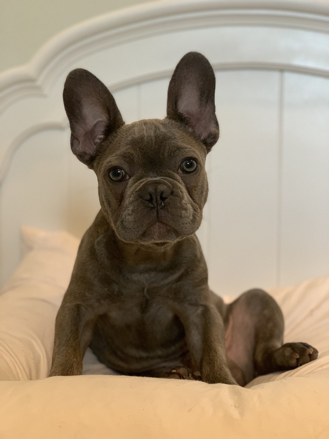 French Bulldog Puppies For Sale Under 1000 In Nc French