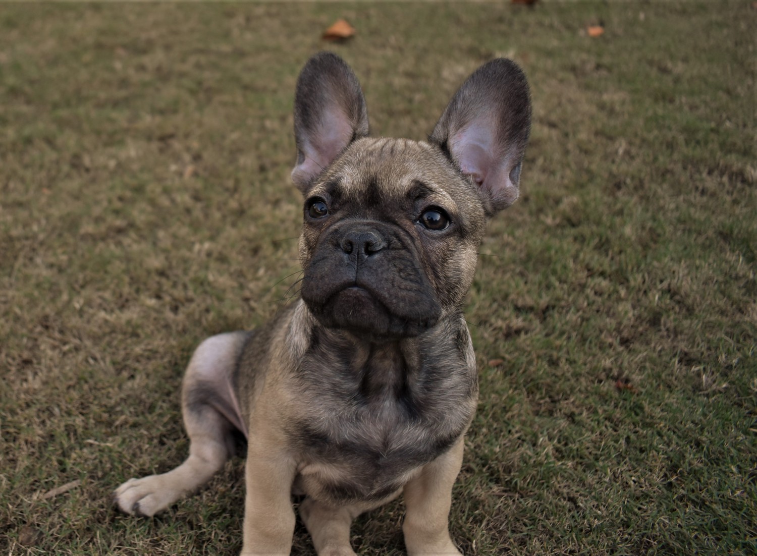 French Bulldog Puppies For Sale Easley, SC 315362