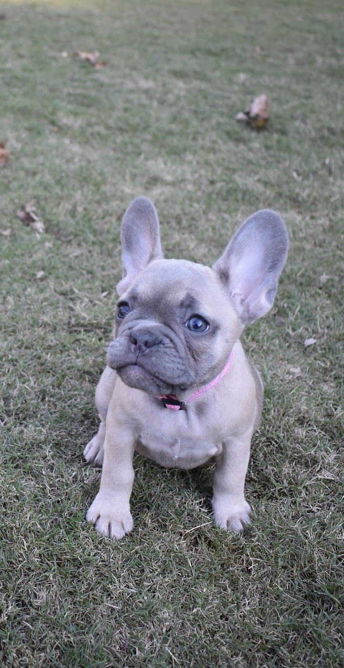 French Bulldog Puppies For Sale Easley, SC 315362