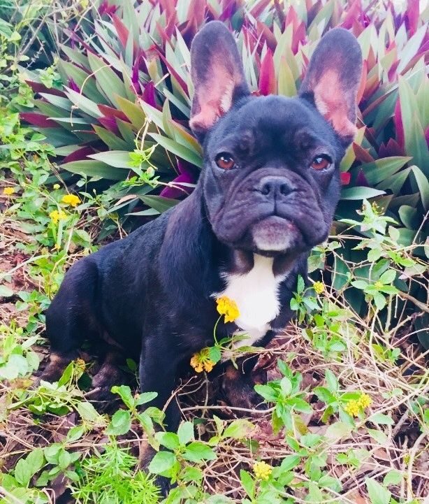 French Bulldog Puppies For Sale Tampa, FL 315731
