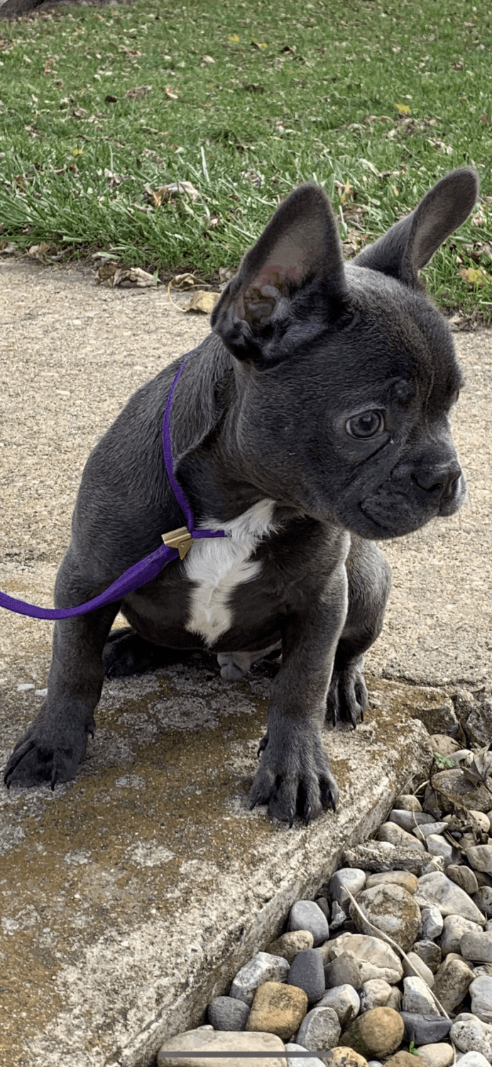 French Bulldog Puppies For Sale Peoria, IL 316369