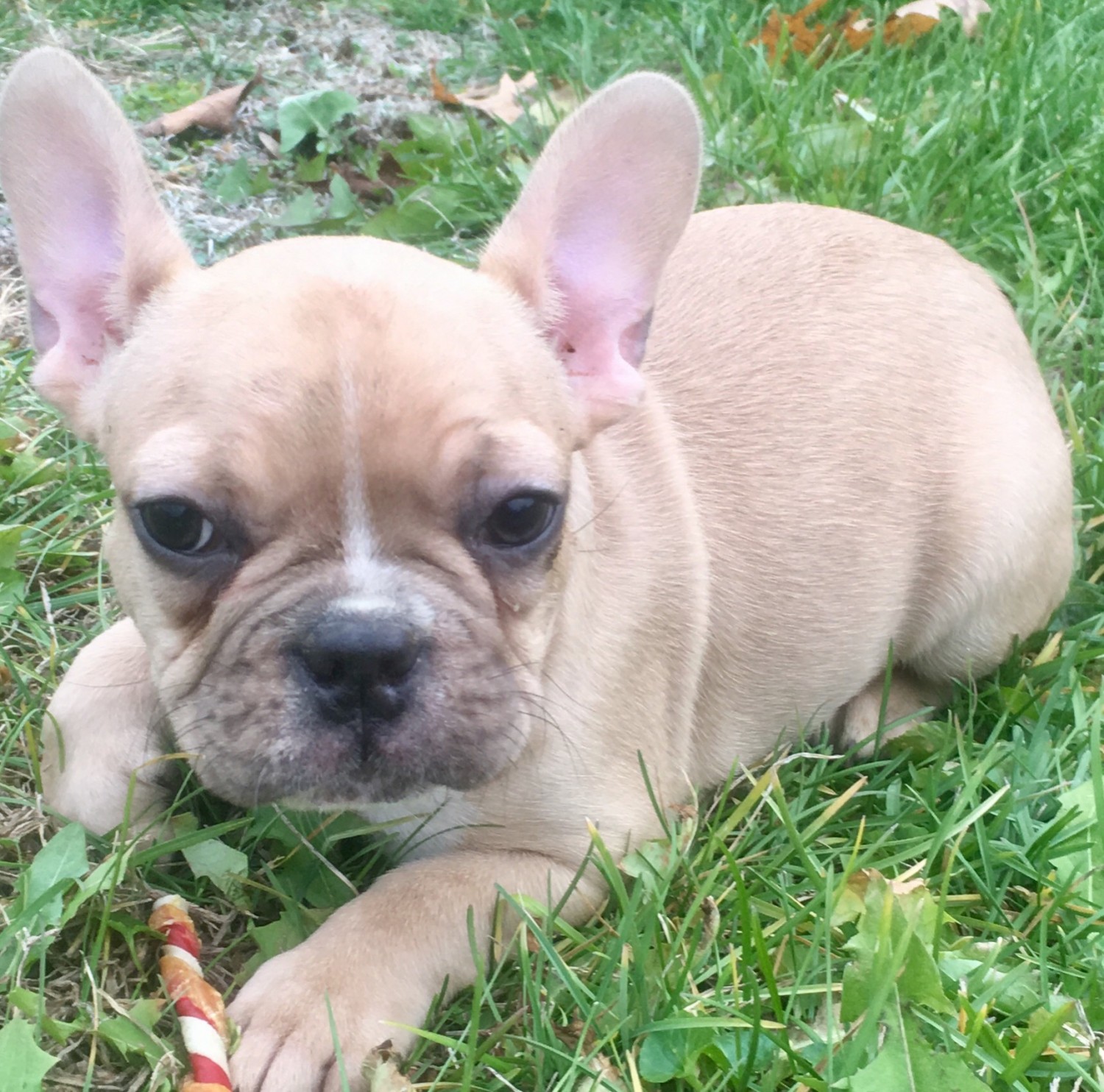 French Bulldog Puppies For Sale Shelbyville, KY 316389