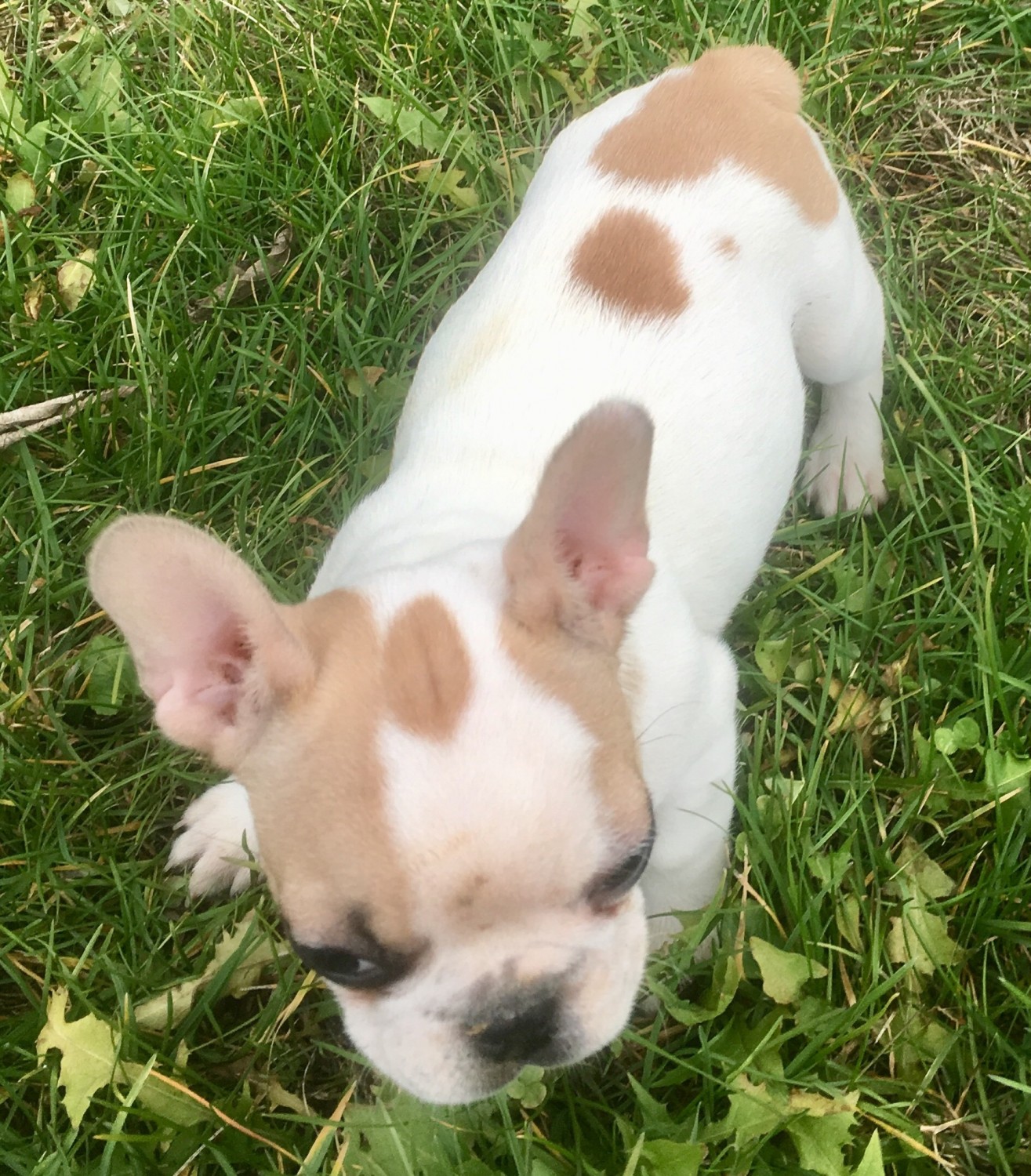 French Bulldog Puppies For Sale Shelbyville, KY 316389