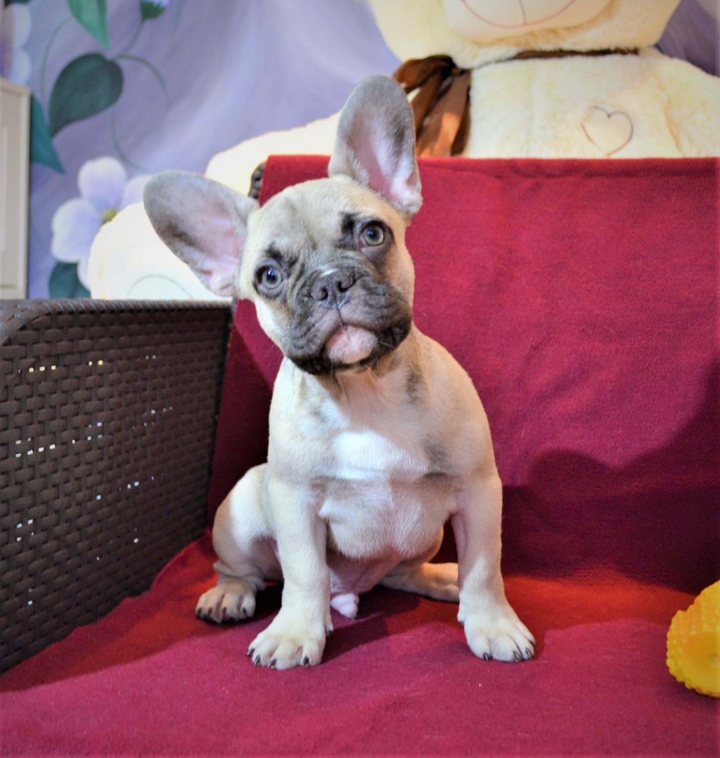 French Bulldog Puppies For Sale Brooklyn, NY 316955