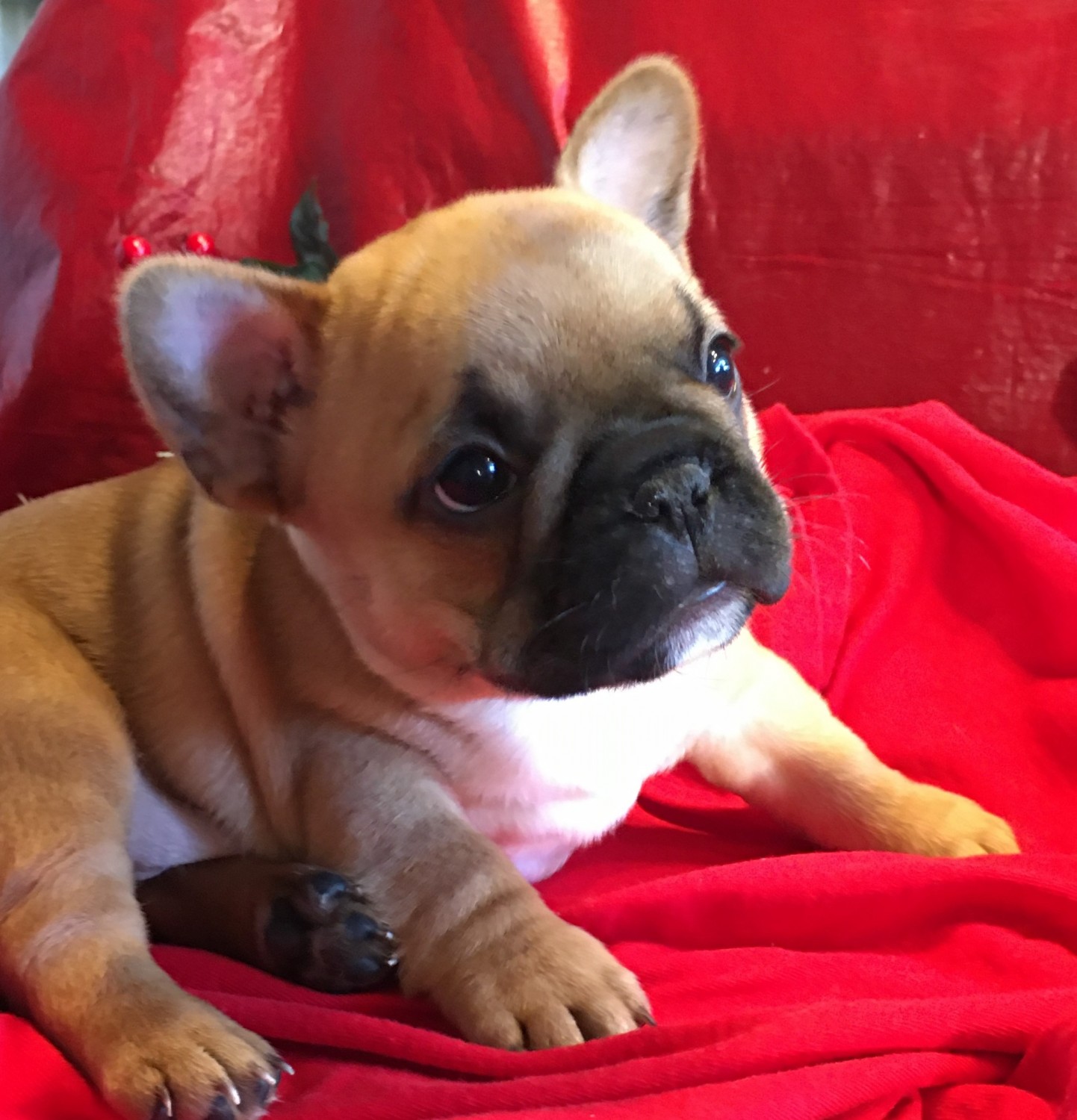 French Bulldog Puppies For Sale Edgewood, TX 317062