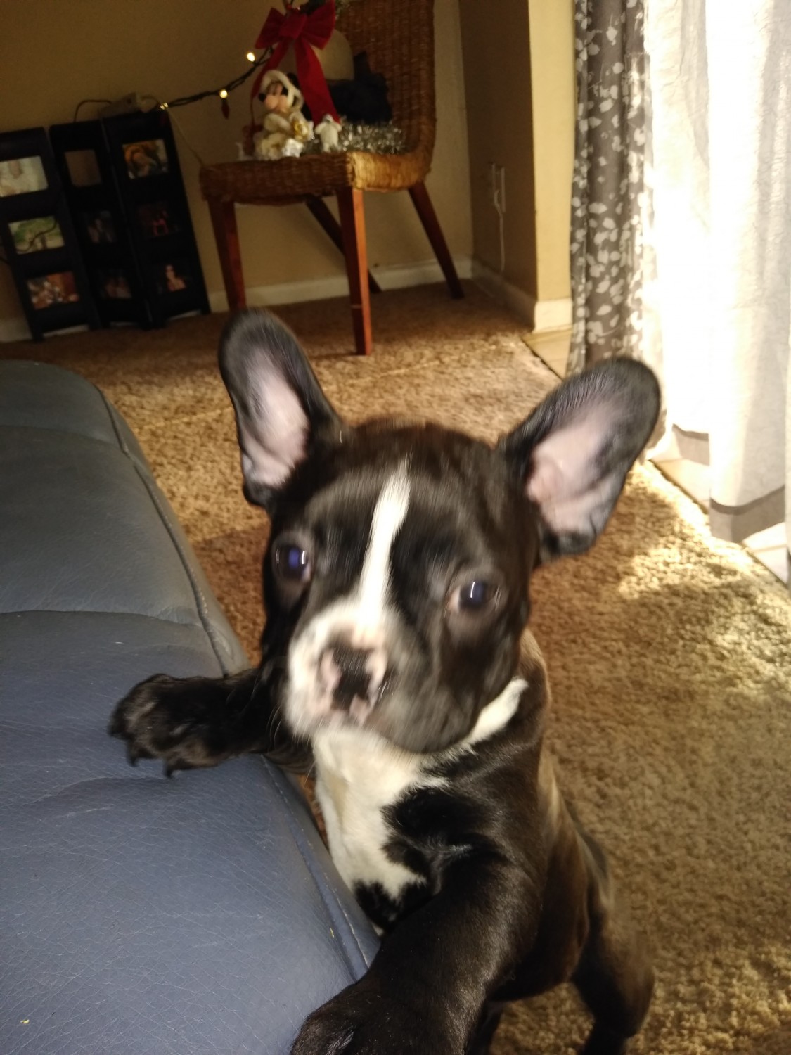 99+ Boston Terrier French Bulldog Mix Puppies For Sale