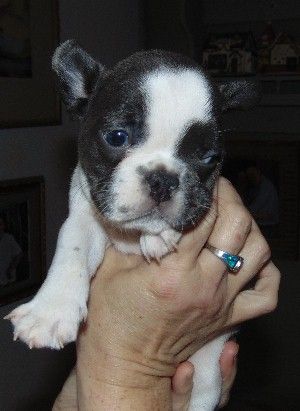 French Bulldog Puppies For Sale Enfield Nh 318255