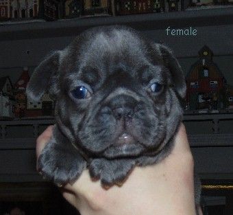 French Bulldog Puppies For Sale Enfield Nh 318255