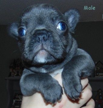 French Bulldog Puppies For Sale Enfield Nh 318255