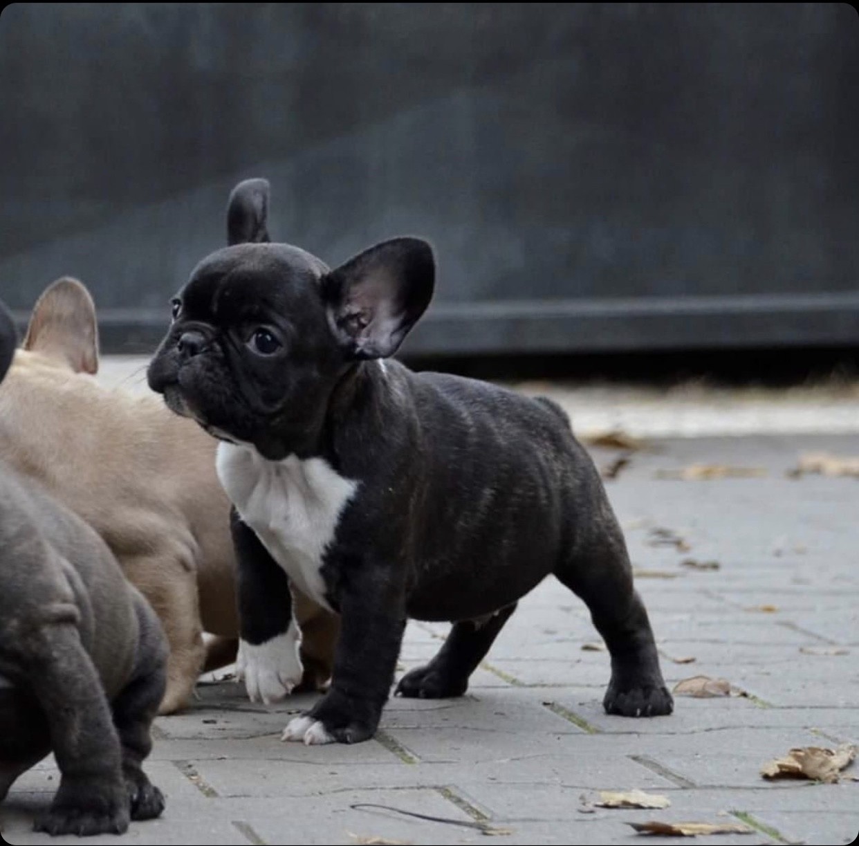 French Bulldog Puppies For Sale Fredericksburg, VA 318295