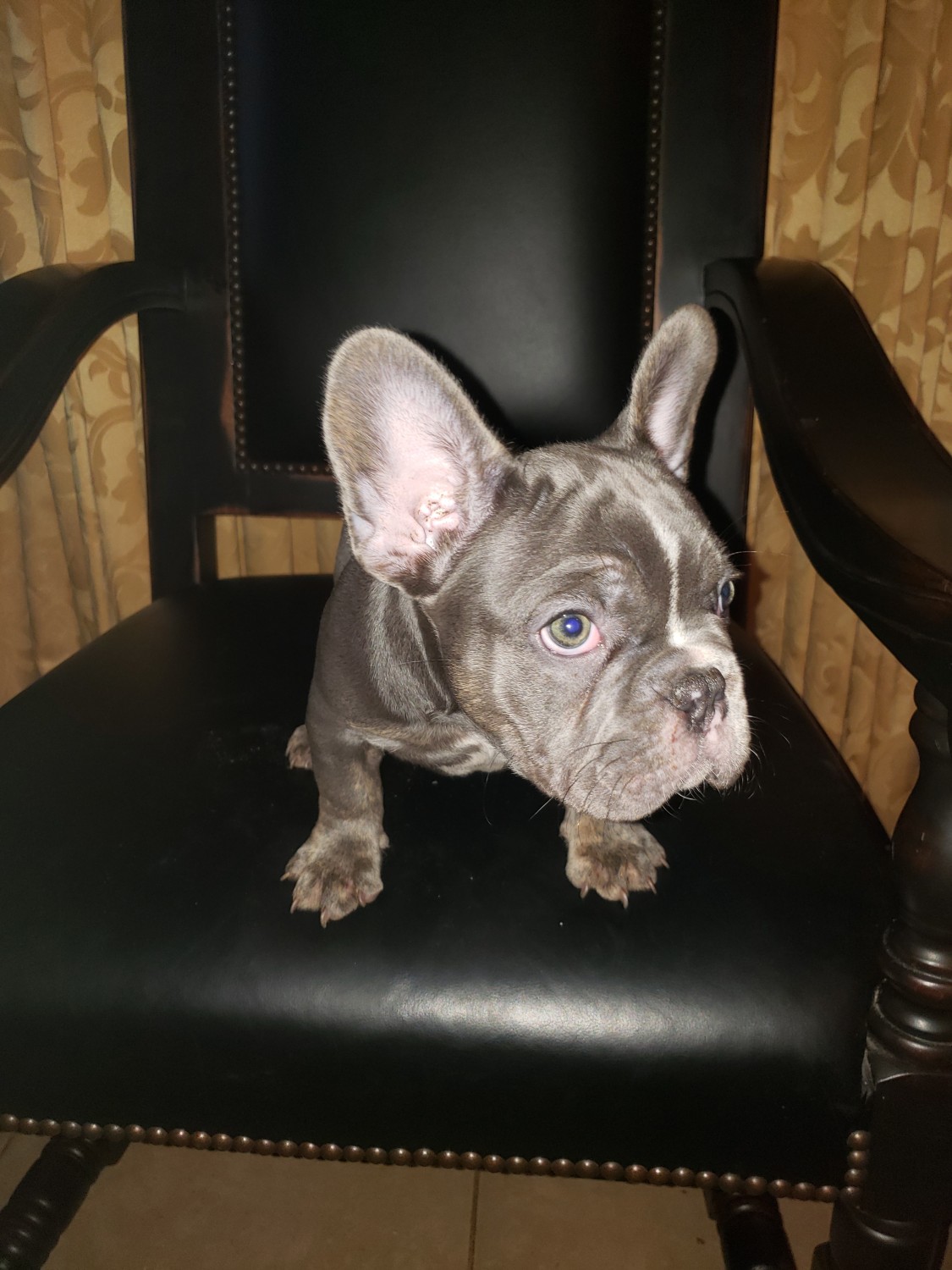 French Bulldog Puppies For Sale Fort Worth, TX 318772