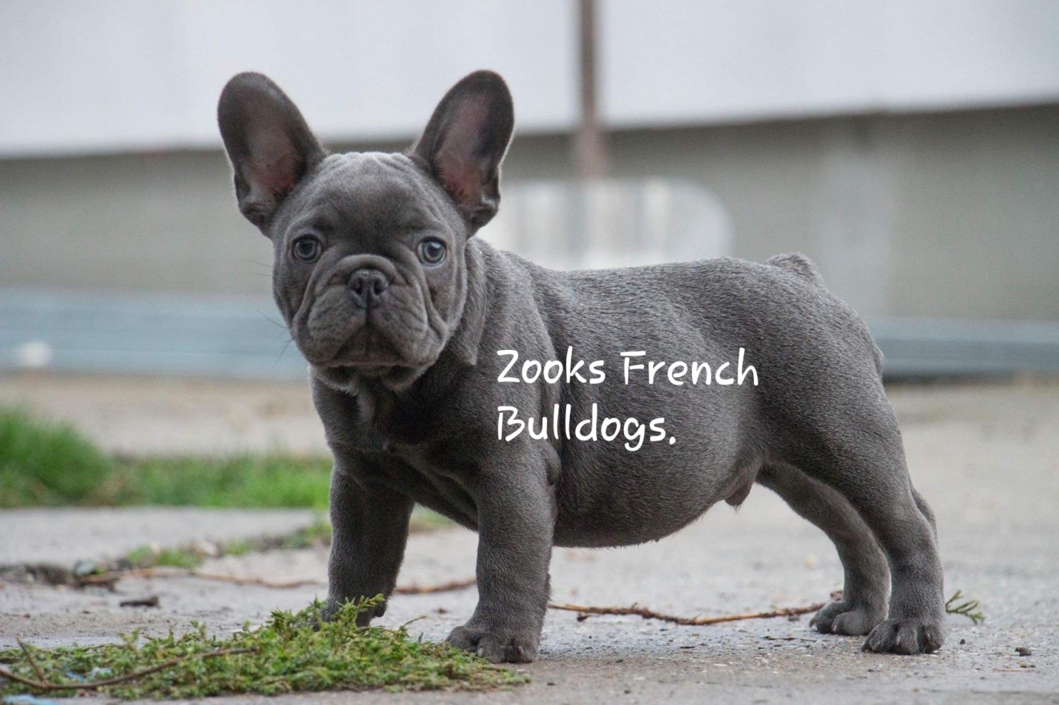 French Bulldog Puppies For Sale Fort Plain, NY 319355